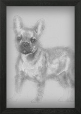 Bulldog francese cucciolo 5