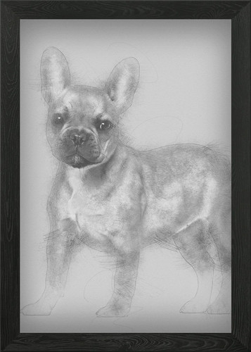 Bulldog francese cucciolo - , 5