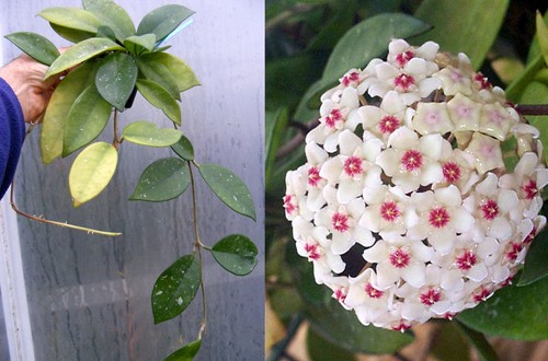 Hoya carnosa pink - hoya, pink,