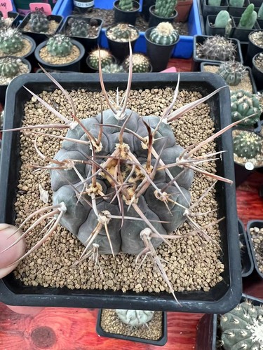 Vendita raro cactus