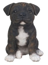 Staffy Bull Terrier Brindle