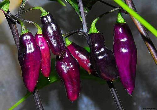 Peperoncino pimenta neyde - peperoncino,