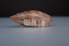 02 - Sea shells - Lyria (Indolyria) pauljohnsoni -Madagascar - 33.6 mm