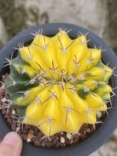 Discocactus ferricola variegata cristata coltivazione semi pianta succulenta WYSIWYG 2#