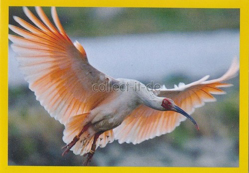 Panini national geographic - panini,