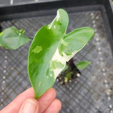 Alocasia Macrorhizza Black
