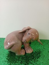 Cucciolo Di Bassotto  Royal