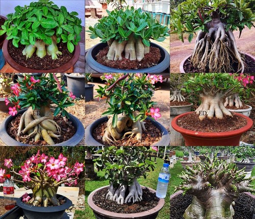Adenium arabicum rosa del