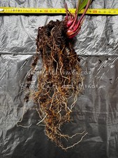 SARRACENIA FLAVA var