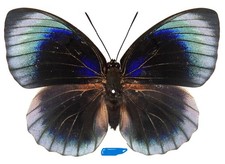 Mariposa:Agrias Beatifica