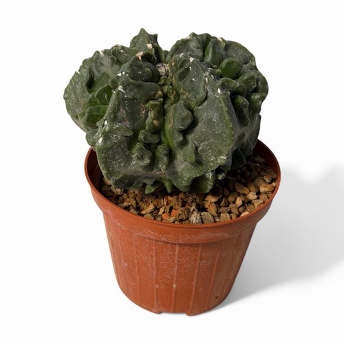 Astrophytum myriostigma - astrophytum,