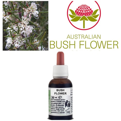 Fiori australiani dagger hakea - fiori,
