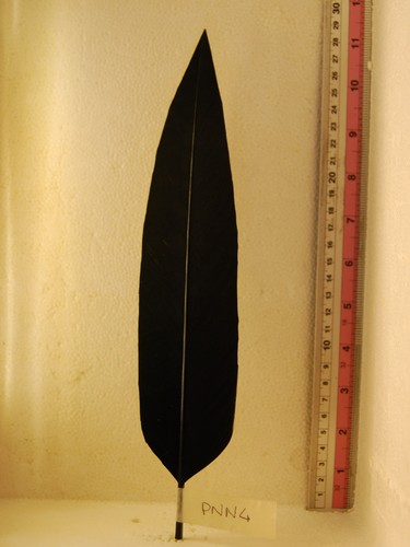 Penna per cappello alpino nera - penna,