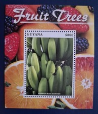 Guyana 2015 flora alberi - /,