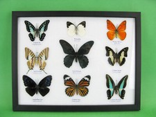 9 vere bellissime farfalle