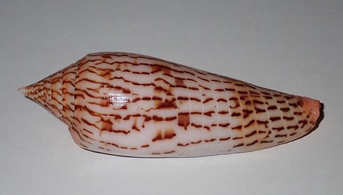 Enorme cono ranonganus - mm,