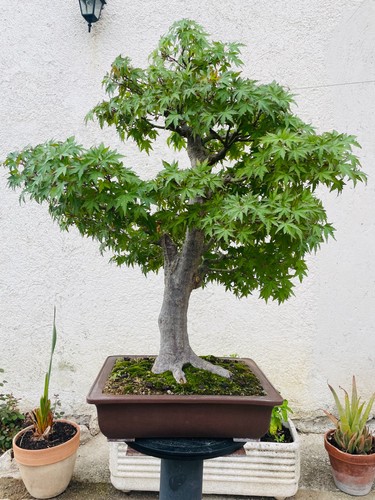 Bonsai acero giapponese - bonsai,