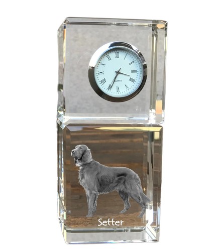 Setter inglese cane con - cane,