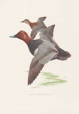 Motivo: Moriglione Aythya