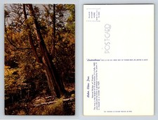 Cartolina Arbor Vitae Albero Ponte Naturale della Virginia anni 60 Tichnor Lusterchrome