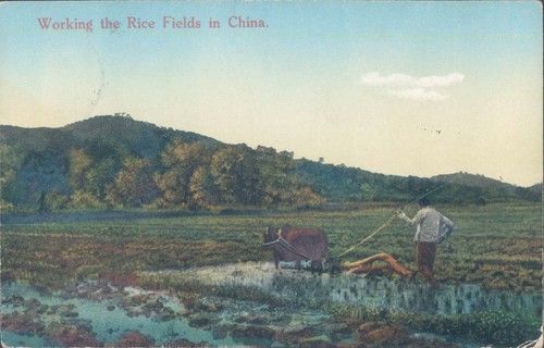 Cina funzionante risaia - funzionante,