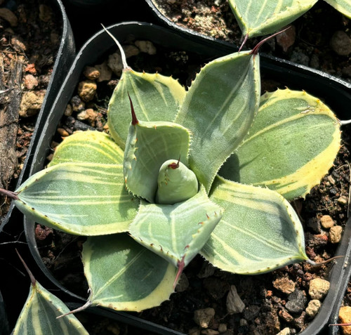 Rara pianta succulenta agave