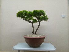 BONSAI ACERO PALMATO