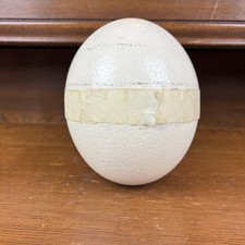 Uovo di struzzo vero alto 5,5