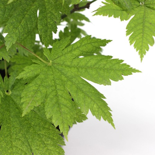 Acer japonicum - , cv