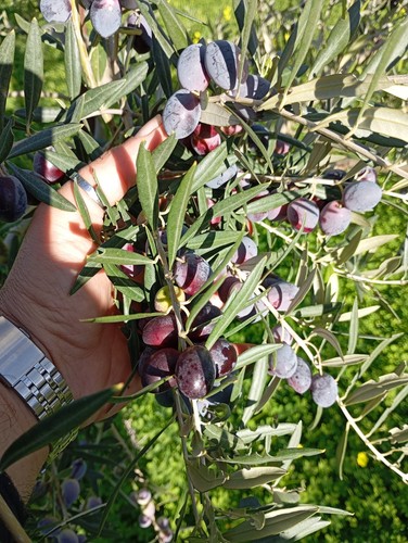 Litri olio extravergine di - extravergine,