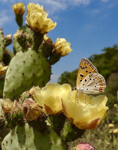 Opuntia ficus indica fico - ficus,