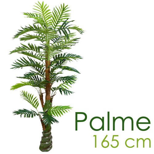 Palma ciclo pianta - palma,