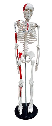 Modello scheletro umano - modello,