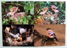 Postcards (4) - BIRDS