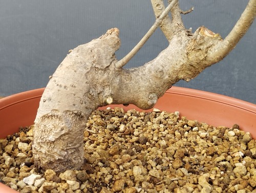 Bonsai frassino robusta - bonsai,