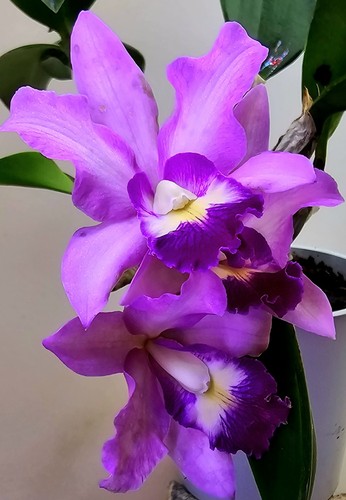 Orchidea cattleya fiorita - cattleya,