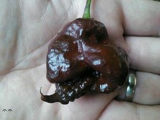 CAROLINA REAPER CHOCOLATE, 25