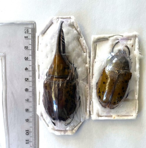 Dynastes hyllus maschio - dynastes, hyllus*****maschio