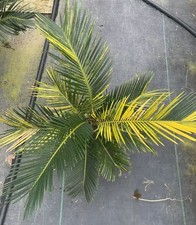 Cycas revoluta Thunb giardino