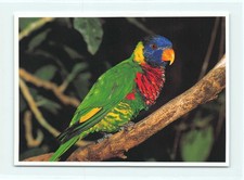 1 cartolina Allfarblori Lori