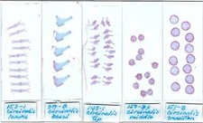 Collezione di 5 diapositive