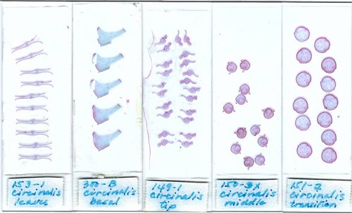 Collezione diapositive - collezione,