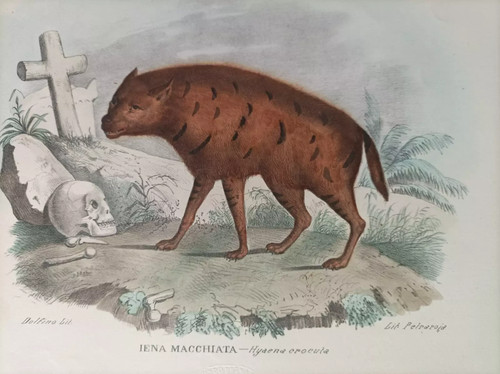 1863 pietraroia iena - 1863/79,