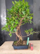 bonsai   ficus retusa  h 55 cm