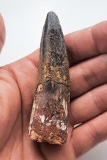 Grande Dente di Spinosauro 8,5 cm - Fossile Dinosauro - Cretaceo - Marocco (F44)