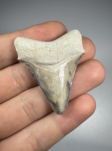 Dente squalo megalodonte - di,