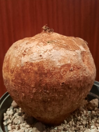 Ipomea bolusiana bolusii - ipomea,