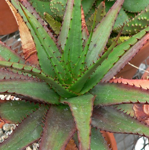 Aloe broomii rara - aloe, vera
