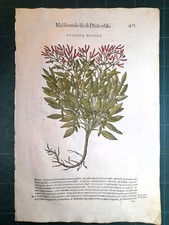 MATTIOLI MATTHIOLI Erbario a figure grandi originale del 1604 OXALIDA MINORE