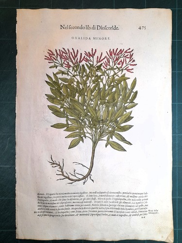 Mattioli matthioli erbario - mattioli,